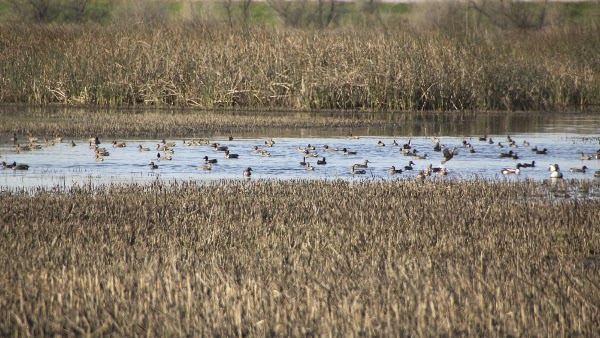 Yolo Bypass Wildlife Area 1