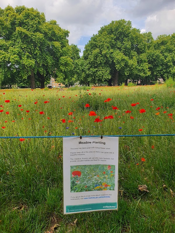 London Fields Lido 3