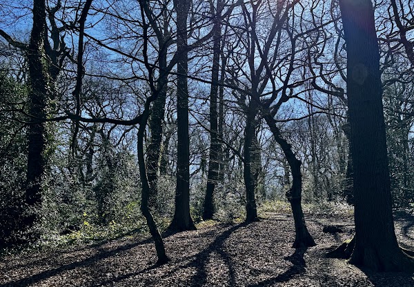 Queen's Wood 3