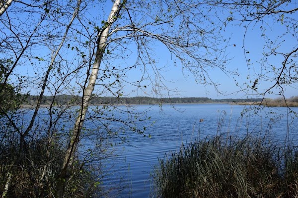 Étang de Cousseau 1