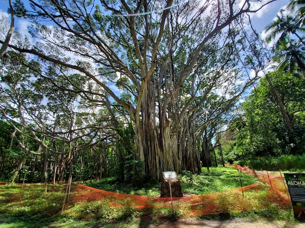 Banyan Tree