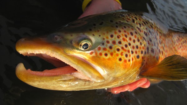 Rocky Mountain Anglers 5