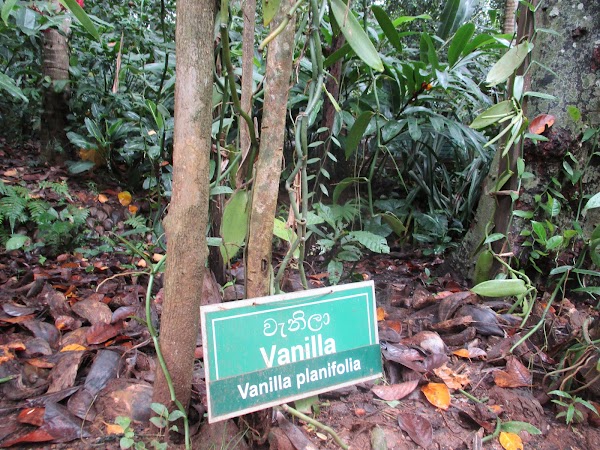 Spice Garden