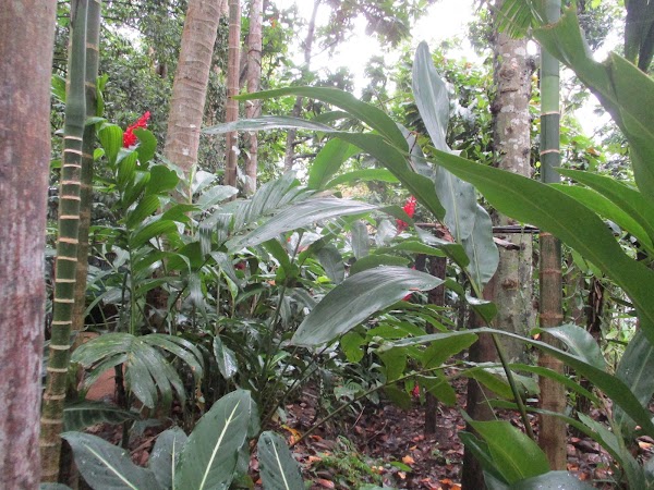 Spice Garden 3