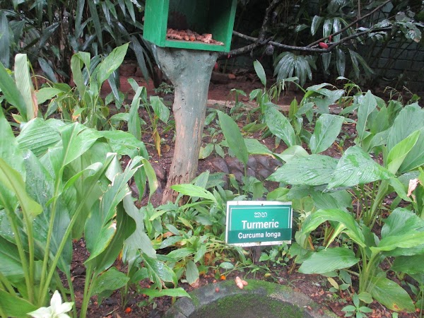 Spice Garden 2