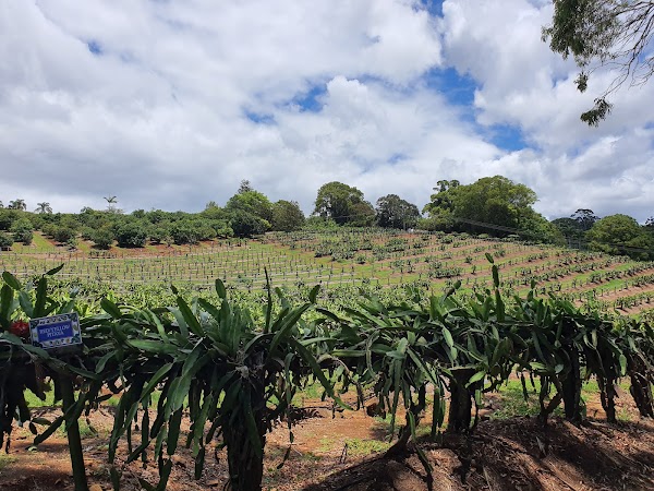 Tropical Fruit World 3