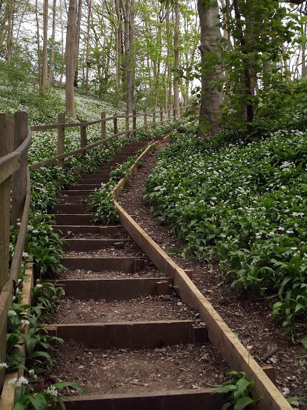 Millington Wood 1
