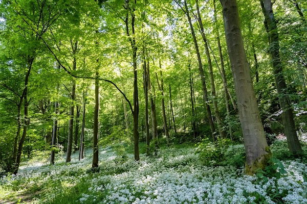 Millington Wood 4