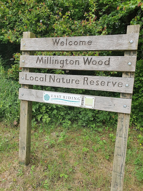 Millington Wood 2