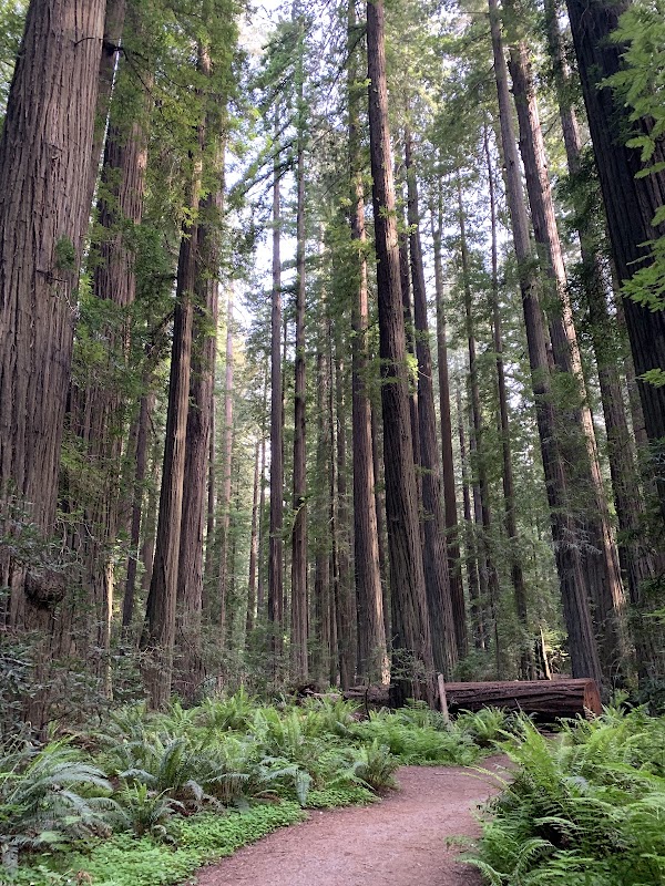 Founders Grove 1