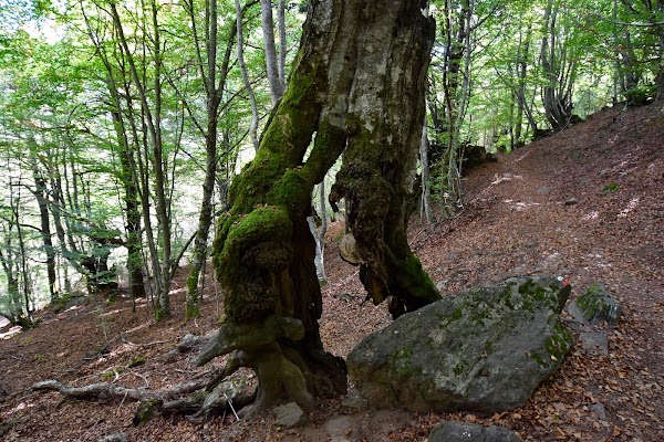 Bosc de Carlac