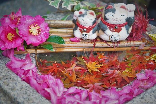 京の宿しみず Ryokan SHIMIZU 4