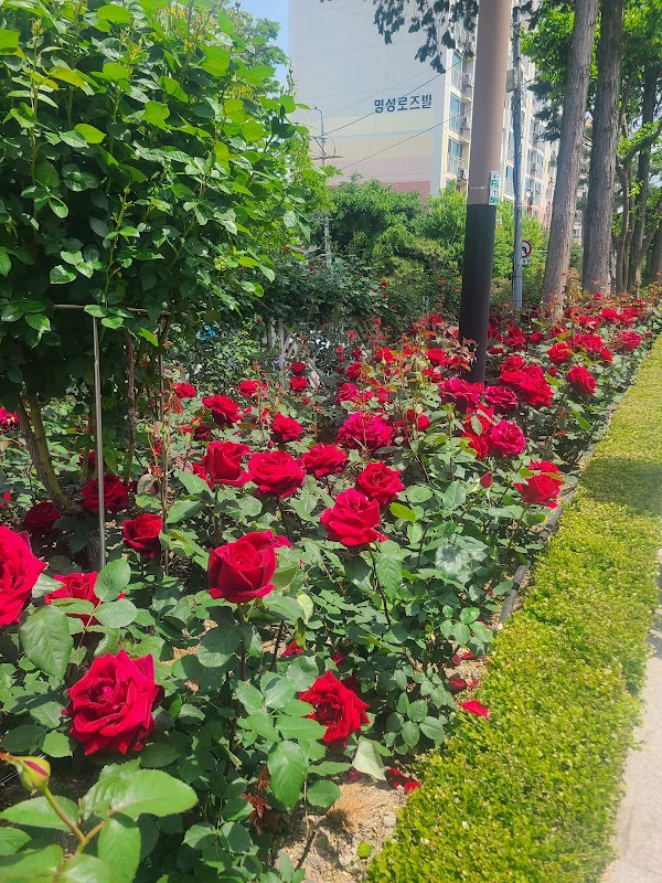 도당근린공원 백만송이장미원 4