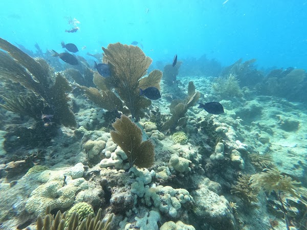 Sombrero Reef