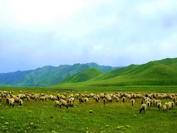 Sangke Grassland 5