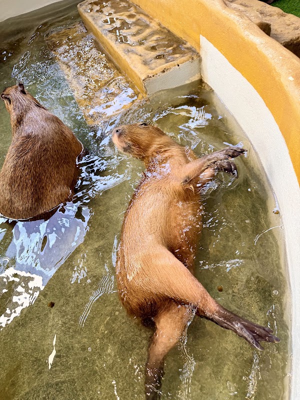 Capybara Coffee Bangkok 4