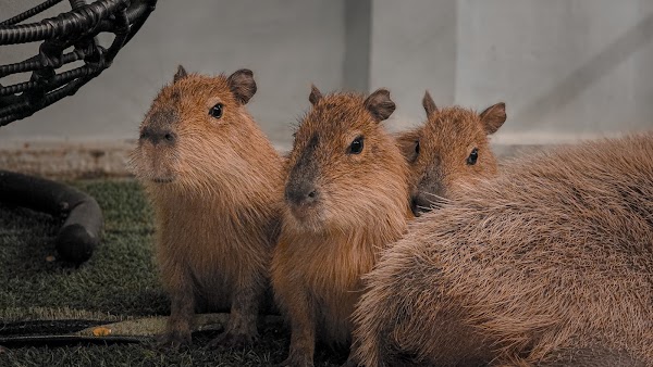Capybara Coffee Bangkok 3