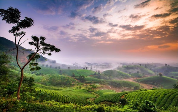 Long Coc Tea Hill 1