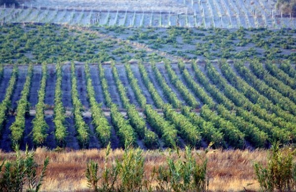 Domaine Sigalas 5