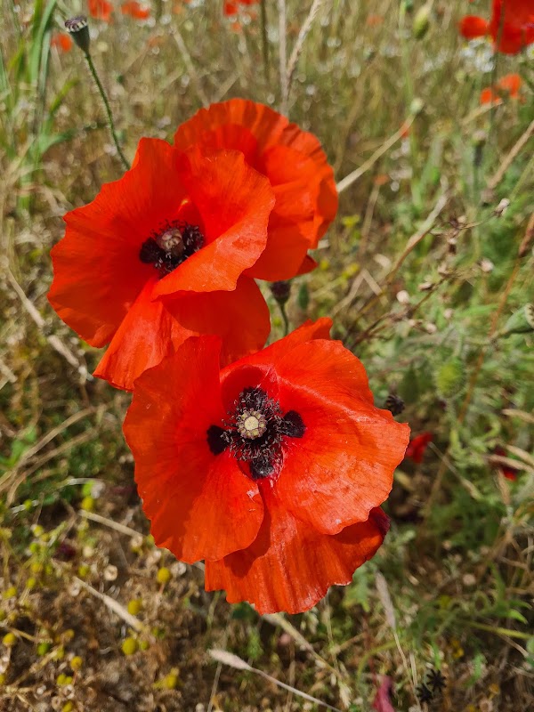 Broad Campden 3
