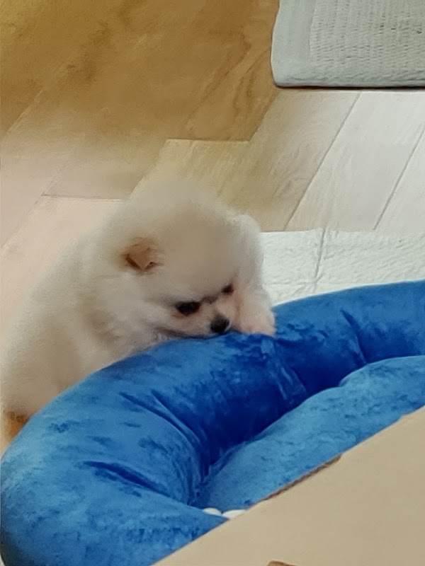 우리펫