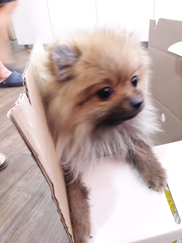 우리펫 4