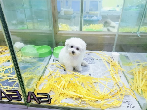 우리펫 3