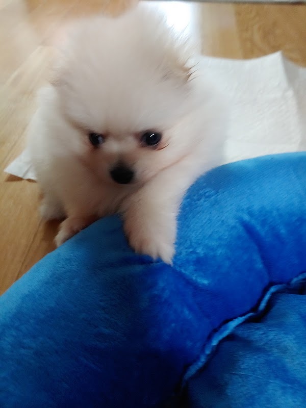 우리펫 2