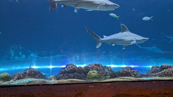 Sharks Underwater Grill 3