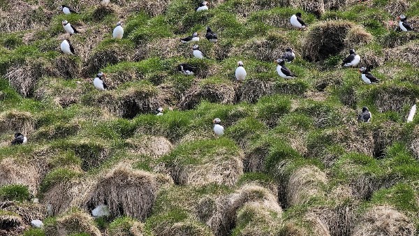 Gull Island