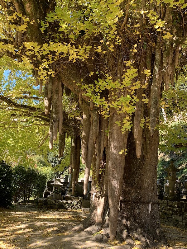 光泉寺の大銀杏