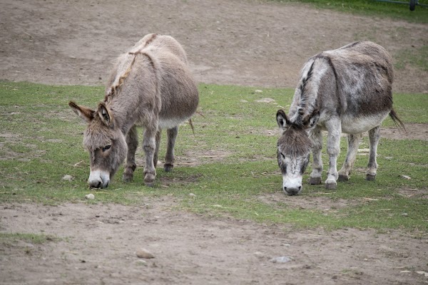 The Donkey Sanctuary of Canada