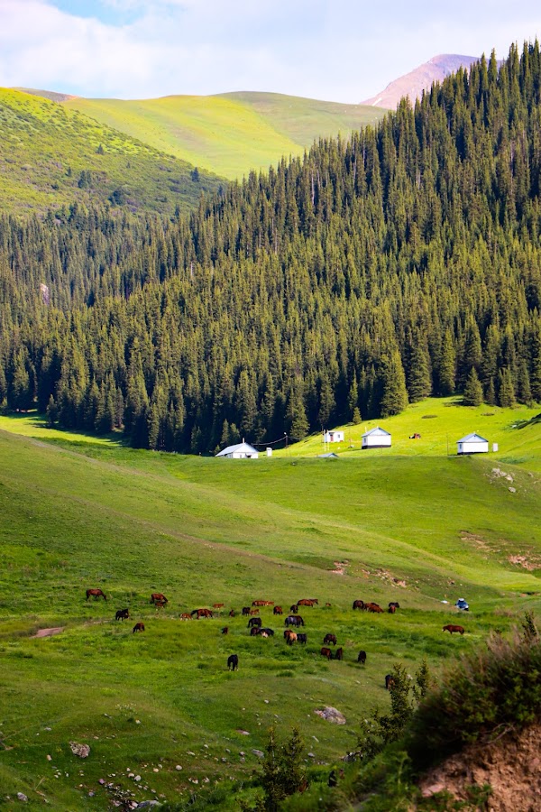 Asy plateau 2
