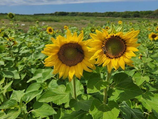 Hunsader Farms