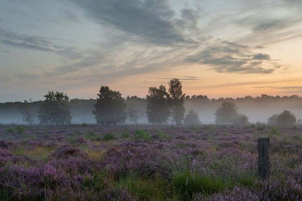 Wahner Heide