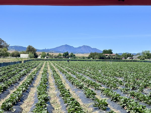 Byron Growers 4