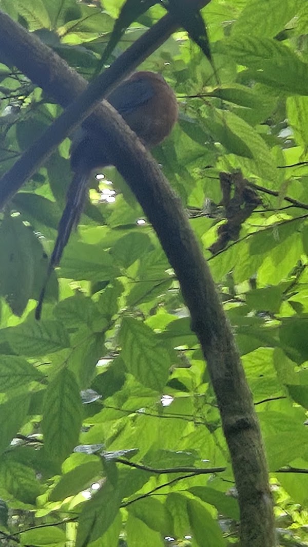 El Salto (Rope Swing) 3