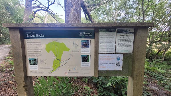 Eridge Rocks Nature Reserve - Sussex Wildlife Trust 4