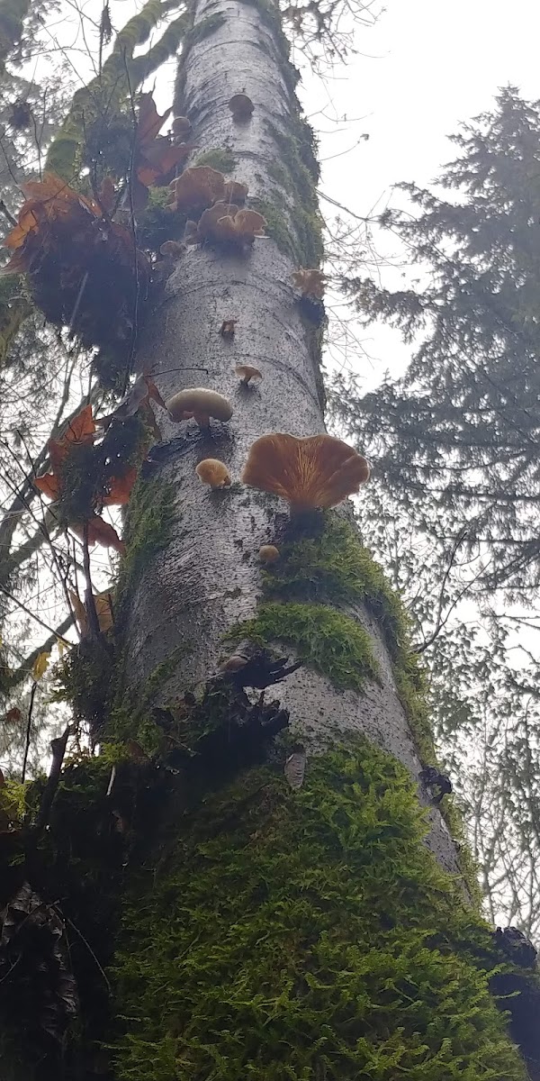 Forest Park 3