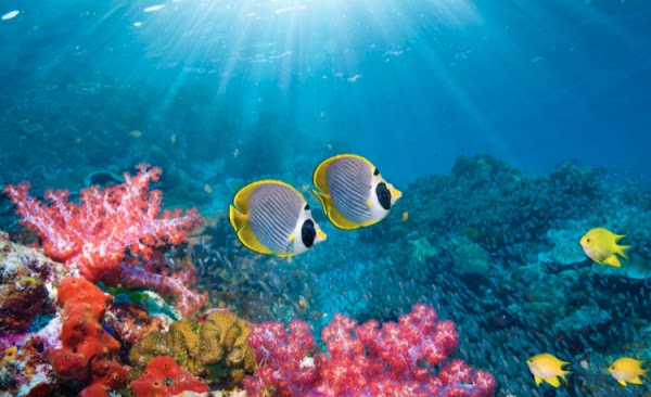 Coral garden