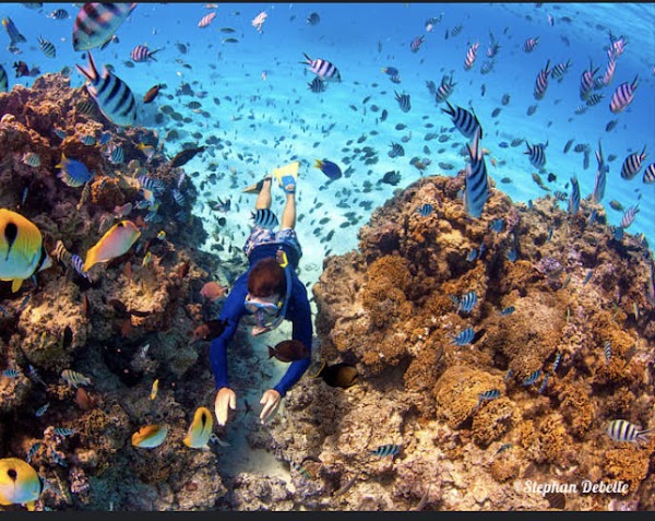 Coral garden 4