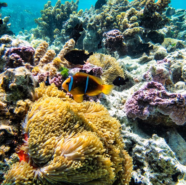 Coral garden 3