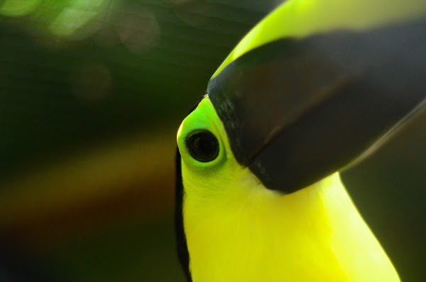 Aviario Nacional de Colombia