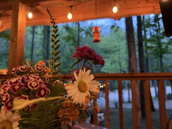 The Forest Log Cabins & RV Site Rentals 1