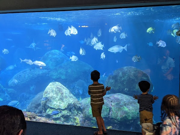 Tennessee Aquarium 5