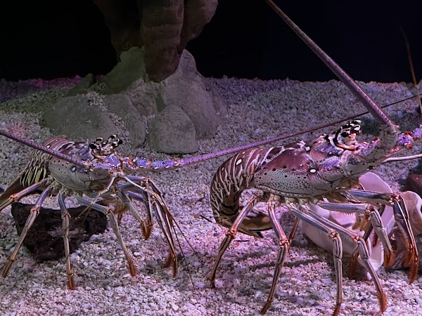 Tennessee Aquarium 4