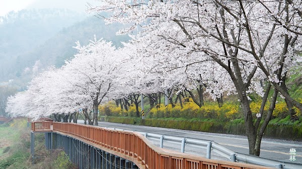 구례 섬진강 벚꽃길 (동해마을 벚꽃길)