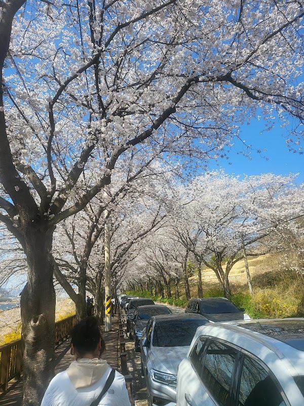구례 섬진강 벚꽃길 (동해마을 벚꽃길) 5
