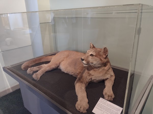 Inverness Museum and Art Gallery 4