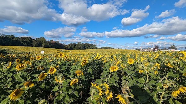 Sunflowers in Jarrettsville 1